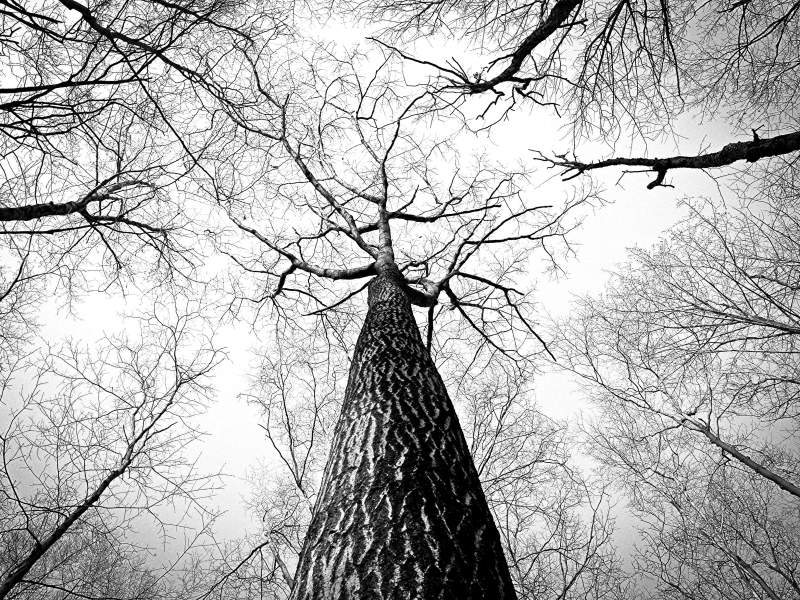 Barren Tree